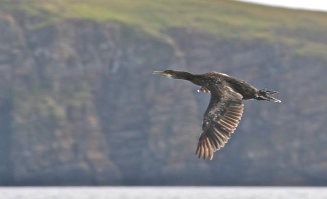 Shag in flight