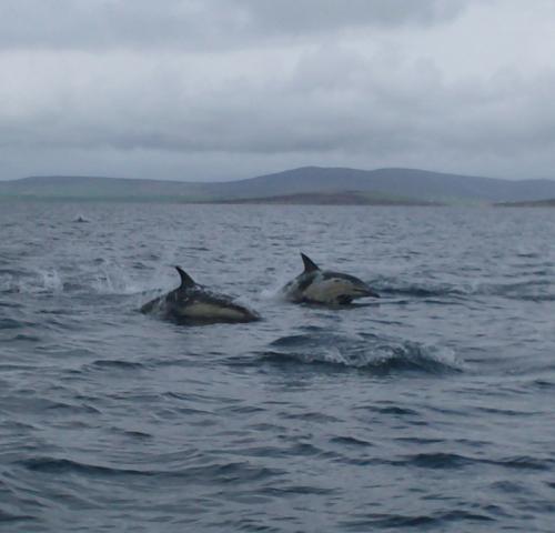 Dolphins in Scapa flow