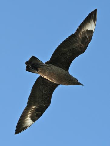 Great Skua in flight