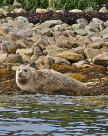 Common Seal