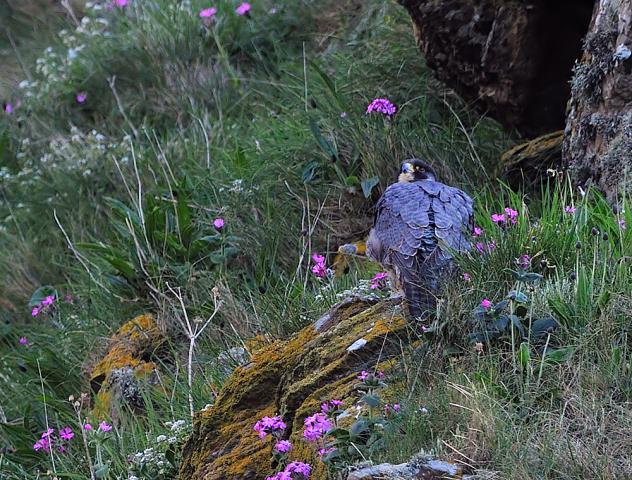 Peregrine Falcon